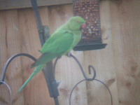 Parakeet 1.gif