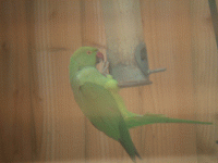 Parakeet 2.gif