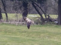 marsh harrier 2.jpg