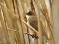 Reed Warbler CWP Small.jpg