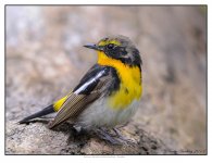 Narcissus%20Flycatcher%20%28Male%20Moulting%29%20%231%20-%20Shanghai-X2.jpg