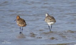 godwit1.jpg