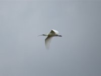 Spoonbill 1.jpg