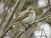 Chiffchaff 1 web.jpg