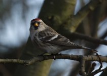 Mealy Redpoll 1.jpg