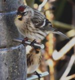 Meally Redpoll 1..jpg