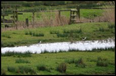 _JLJ5657Black-winged Stilt (Goldcliff) [1024x768].jpg