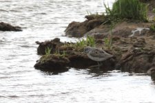 Greenshank 2585.jpg