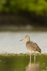 UnknownShorebird-2.jpg