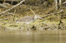 UnknownShorebird-1.jpg