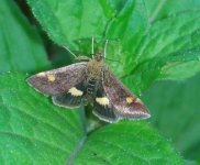 Little moth 2.jpg