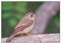 Flycatcher%20TBC-X2.jpg