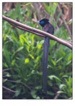 Japanese%20Paradise%20Flycatcher%20%28M%29%20%233%20-%20Shanghai-XL.jpg