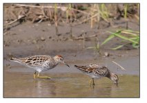 Sharp%20Tailed%20Sandpiper%20%231%20-%20Shanghai-XL.jpg