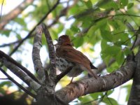 Wood Thrush.jpg