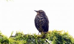 Starling Juv 13 may 3 s.jpg