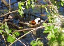 penduline-tit1.jpg