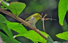 Japanese White-eye.jpg