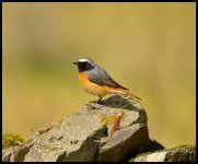 _JLJ5915Male Redstart2 [1024x768].jpg