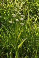 ceph-longifolia-wyre-010613.jpg