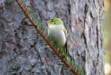 wood-warbler4.jpg