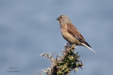 linnet4.jpg