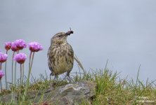 rock pipit1.jpg