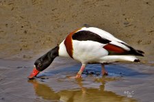 shelduck2.jpg