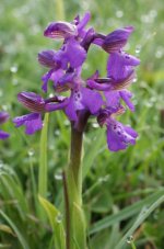 Green Winged Orchid3 [Anacamptis morio]-Pilch Field BBOWT Reserv, Bucks-19 May 2013.JPG