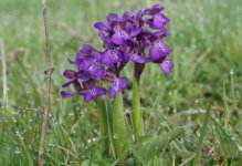 Green Winged Orchid pair[Anacamptis morio]-Pilch Field BBOWT Reserv, Bucks-19 May 2013.JPG