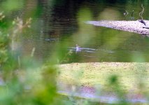 _DSC4496_Green_Sandpiper_Webs.jpg