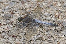 Black Tailed Skimmer (M)Kibblesworth Brickpools.jpg