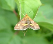 Pyrausta aurata Chalky Bank 070813c1.jpg