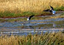 1638WoodSand.jpg