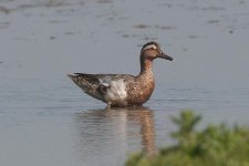 garganey100606c.jpg