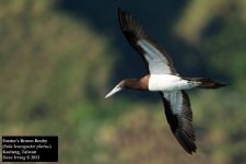 Brown Booby 2.jpg