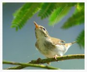 Warbler%2C%20Claudia%27s%20%231_web-X2.jpg