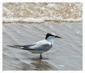 Unknown%20Tern%20-%20Nanhui%20%232_web-X2.jpg