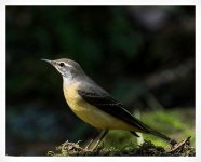 Grey%20Wagtail%20%233a_web-X2.jpg