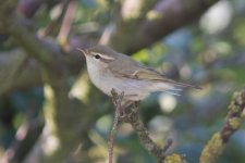 Greenish Warbler 130825 IMG_6434 web.jpg