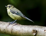 Tit A IMG_3511.jpg