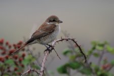 Red-backed Shrike 27 (Medium).jpg