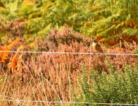 1830Whinchat.jpg