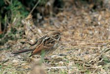 IMG_4375 Reed Bunting crop.jpg