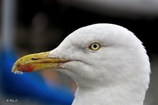 gull1.jpg