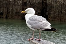 gull2.jpg