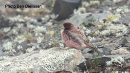 Tibetan Rosefinch.jpg