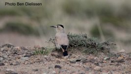 Henderson's Groundjay.jpg