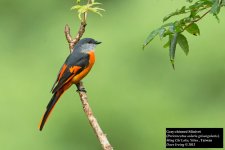 Gray-chinned Minivet 6.jpg