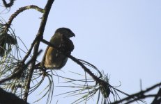 Easthills crossbill2 (Small).jpg